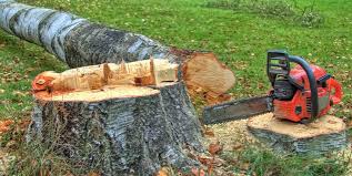 How Our Tree Care Process Works  in  Cajahs Mountain, NC