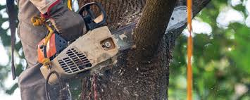 Trusted Cajahs Mountain, NC Tree Removal Experts