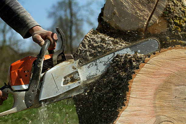 Best Fruit Tree Pruning  in Cajahs Mountain, NC